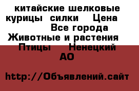 китайские шелковые курицы (силки) › Цена ­ 2 500 - Все города Животные и растения » Птицы   . Ненецкий АО